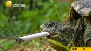 Smoking turtle