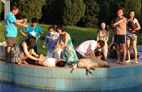 Beijing Chaoyang pet pool dog death