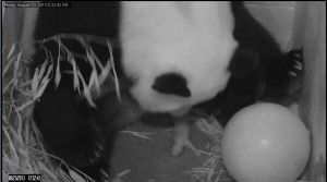 Giant panda born in DC