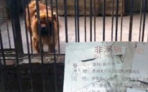 Tibetan mastiff as lion