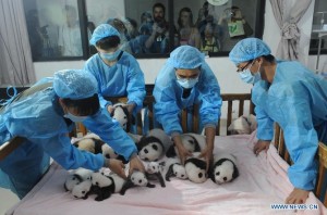 Baby pandas in Chengdu