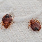 Bedbugs Found On Beijing-Shanghai Bullet Train. How Worried Should You Be?