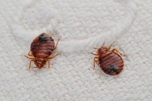 Bedbugs