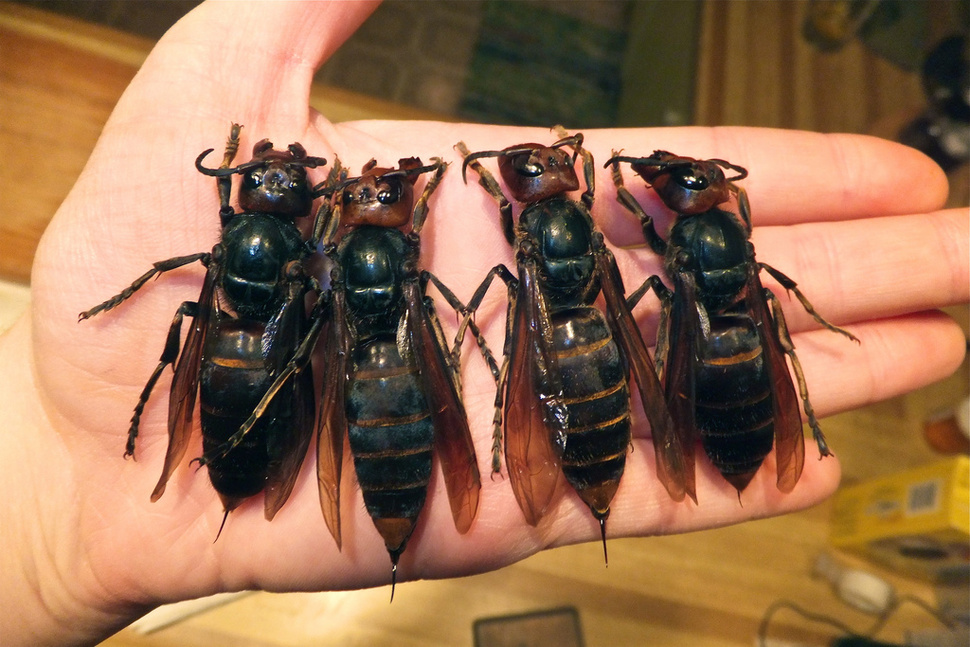 Big-hornets-in-China.jpg
