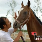 Dispatches From Xinjiang: Chen Zhifeng And His Million-Dollar Horses