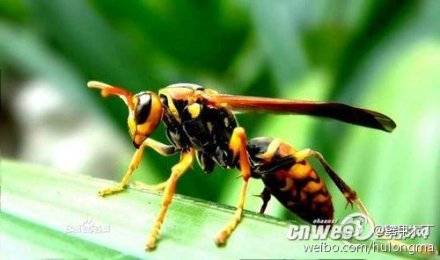 Deadly hornets in Shaanxi