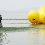 Go Home, Rubber Duck. You’re Drunk