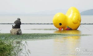 Duck falls beak-first into water