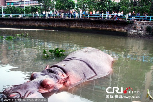 Hippo in Shantou 3