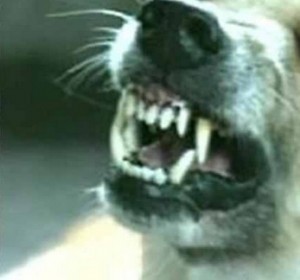 Rabies death in Jiangsu