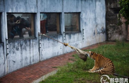 Tug-of-war with zoo tigers 1