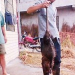 Huge rat in China killed