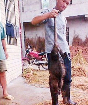 Huge rat in China killed