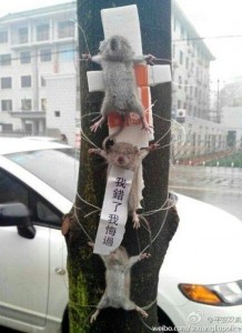 Three mice tied to a street tree