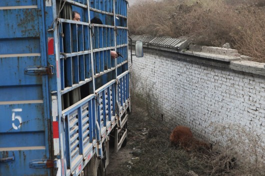 Tibetan Mastiff shot and beaten 1
