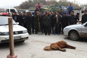 Tibetan Mastiff shot and beaten 6