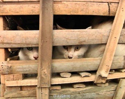 Wuxi kittens released into forest