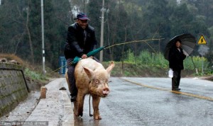 Chongqing pig rider