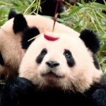 First Lady Michelle Obama Feeding Pandas featured image