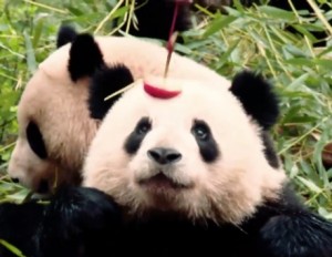 First Lady Michelle Obama Feeding Pandas featured image