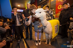 Alpaca in Jilin