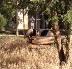 Bao Bao baby panda National Zoo featured image