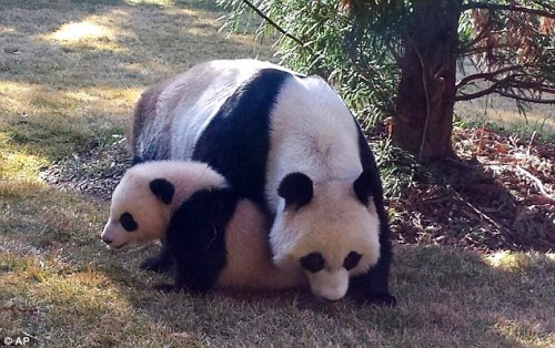 Bao Bao outside panda