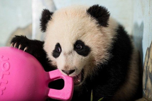Bao Bao panda