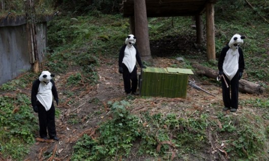 Creepy panda by Ami Vitale 3