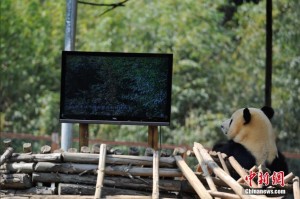 Yunnan Wild Animal Park panda TV