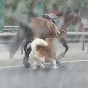 Horse and dog on Beijing's Fifth Ring Road featured image