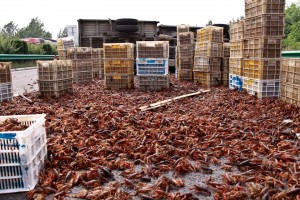 Crayfish on highway